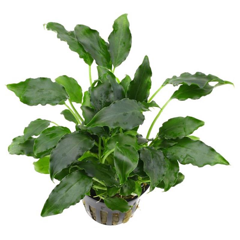 Planta acvariu Schismatoglottis prietoi Stoffels - imagine 4